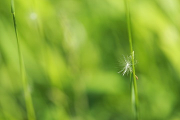 Spring Flower Love