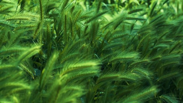 The grass sways beautiful in the wind. Natural green spikes of foxtail fountain/ swamp foxtail weed growing on blurred background on a summer sunny day in the wild nature outdoor.