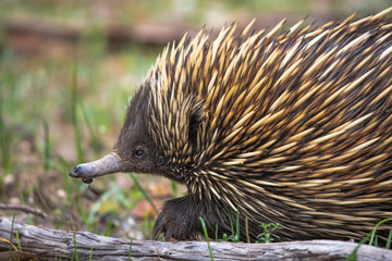 echidna in the grass