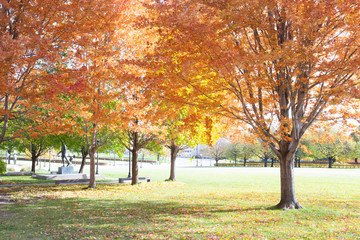 Naklejka premium Spring trees in Minnesota States