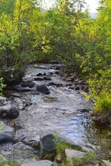 forest stream 