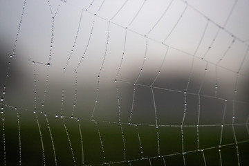 spiderweb with water droplets
