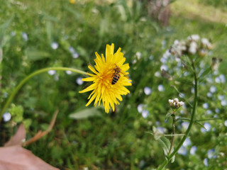 honey bee landed and collecting pollen from yellow dandelion in the spring