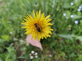 honey bee landed and collecting pollen from yellow dandelion in the spring