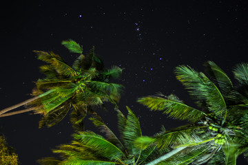 Fototapeta na wymiar palmier de nuit