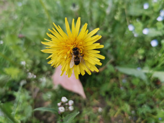 honey bee landed and collecting pollen from yellow dandelion in the spring