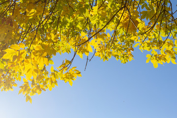 Spring trees in Minnesota States