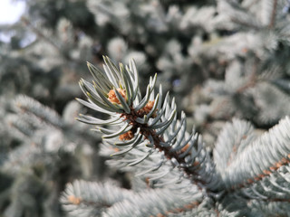 Naklejka na ściany i meble fir pine tree needles close up branches