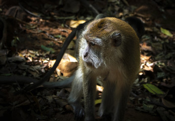 singe