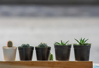 Many Small Cactus For decorative plant on table.