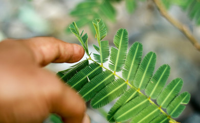 Mimosa pudica, also called humble plant.