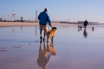 People walking their dogs on beach