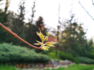 tree leaves blooming in the spring time