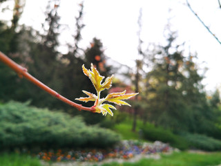 tree leaves blooming in the spring time