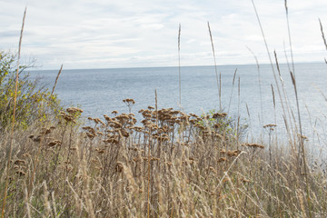 Flowers in Duluth, United States