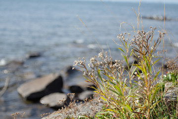 Flowers in Duluth, United States