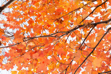 Spring trees in Minnesota States