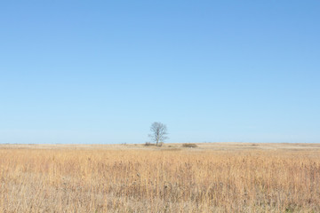 Spring trees in Minnesota States