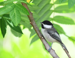 Obraz premium close up on black capped chickadee bird on the tree branch