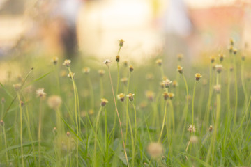 Sun shine days with warm asian flowers