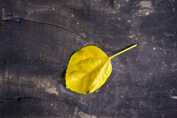 Yellow leaf on vintage wooden background