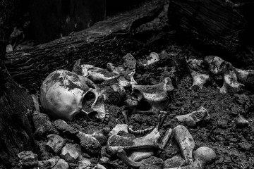 Skulls and skeletal remains
