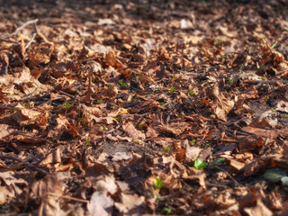 Fallen dry  leaves are lying on the ground. Autumn background