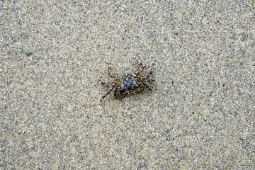 Sand crab on the beach 