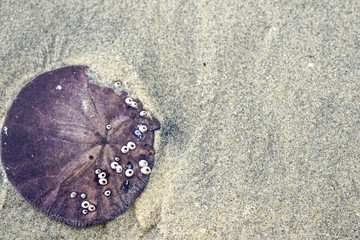Jellyfish die on the beach