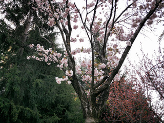 sakura cherry branches blossoms flowers in the spring time