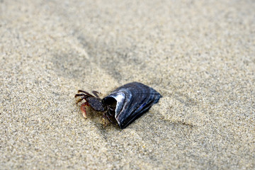 Sand crab on the beach 