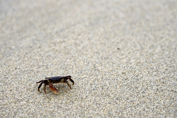 Sand crab on the beach 