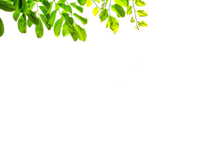 Isolate leaf on the white background. Green leaf for background. Text space.