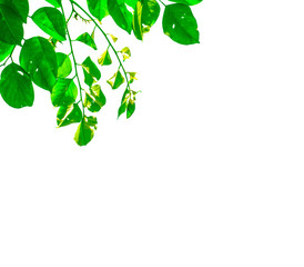 Isolate leaf on the white background. Green leaf for background. Text space.