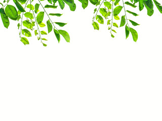 Isolate leaf on the white background. Green leaf for background. Text space.