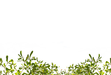 Isolate leaf on the white background. Green leaf for background. Text space.