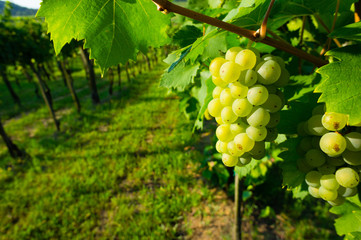 wine grapes at vineyard sunrise