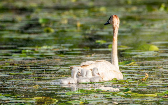 Cygnets and their parents are enjoying summer time in a lake