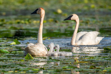 Cygnets and their parents are enjoying summer time in a lake