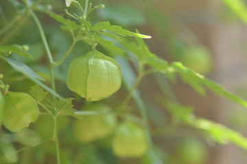 フウセンカズラ