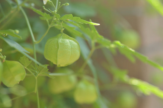 78 Best ふうせんかずら Images Stock Photos Vectors Adobe Stock