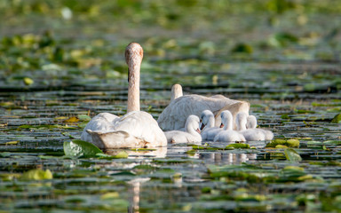 Fototapeta premium Cygnets and their parents are enjoying summer time in a lake