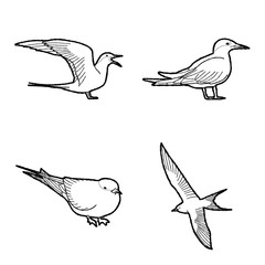 Obraz premium Arctic Tern Animal Vector Illustration Hand Drawn Cartoon Art