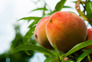 ripe peach fruits hanging on branch