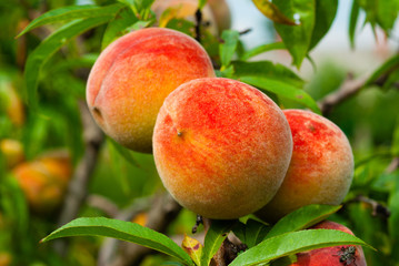 ripe peach fruits hanging on branch