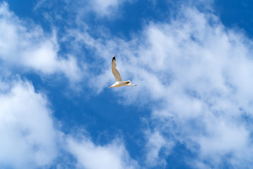Flying seagull against blue sky