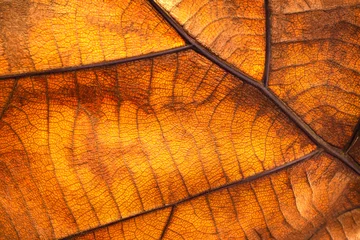 Fotobehang Oranje Droge bladtextuur en aardachtergrond. Oppervlak van bruin bladerenmateriaal.