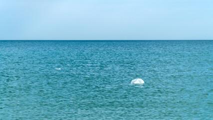 Floating plastic bag in the sea