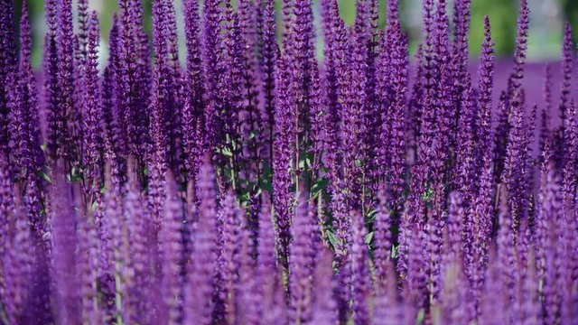 Close up of summer meadow of beautiful blooming bright pink purple sage flower (Salvia nemorosa) field in sunny day. Majestic colorful clary field in the city park on the. Wind is blowing outdoor.
