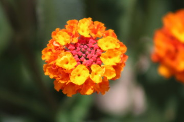 red flower in the garden